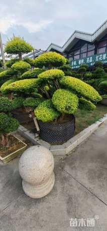 10公分造型亮晶女贞