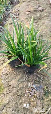高度10厘米崂峪苔草