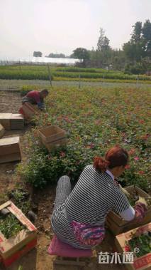 高度40厘米丰花月季