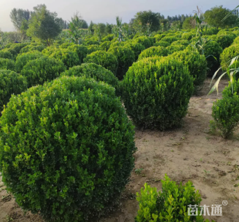 冠幅100厘米小叶黄杨球
