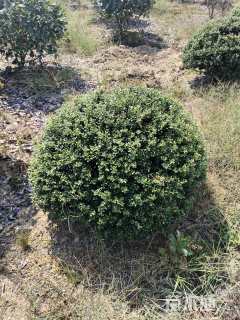冠幅100厘米龟甲冬青球