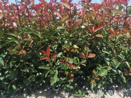 高度25厘米红叶石楠小苗