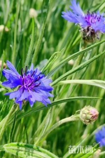 高度10厘米矢车菊