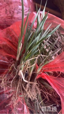 高度10厘米马莲