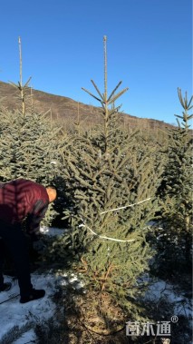 高度200厘米青海云杉