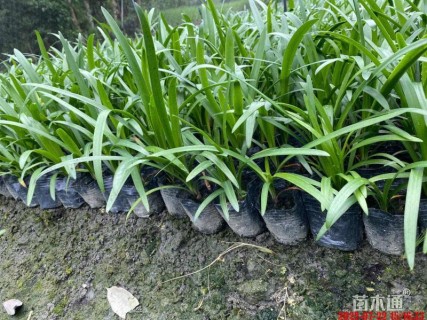 高度20厘米百子莲