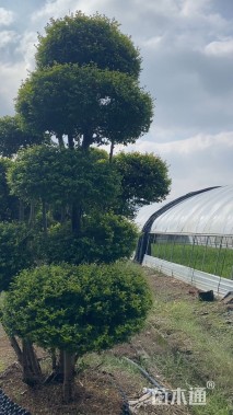 1公分造型亮晶女贞