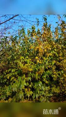 高度420厘米丛生蜡梅