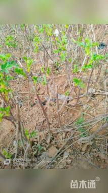 高度40厘米四季玫瑰