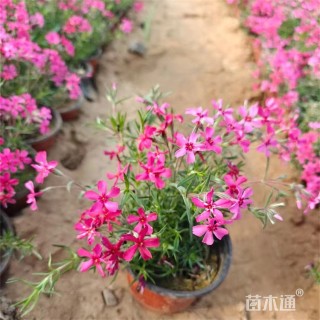 高度30厘米芝樱