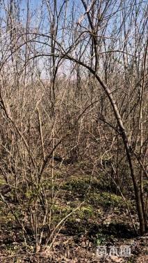 高度260厘米丛生金银木