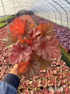 高度15厘米矾根