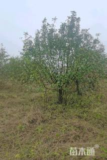 12公分绚丽海棠