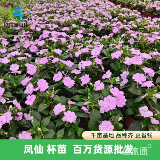 高度30厘米凤仙