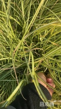 高度30厘米金叶苔草