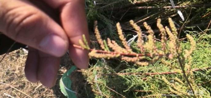高度40厘米柽柳