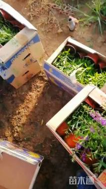 高度30厘米香彩雀