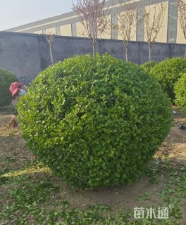 冠幅180厘米卫矛球