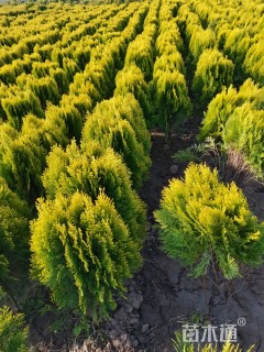 高度50厘米洒金柏