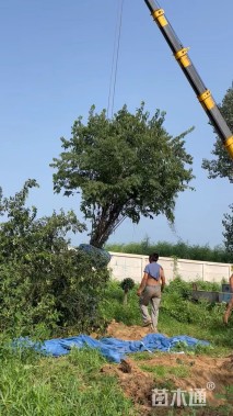 高度500厘米丛生金银木