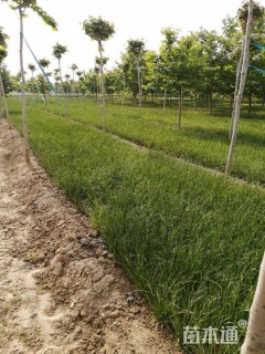 高度25厘米葱兰