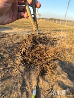 高度60厘米水蜡