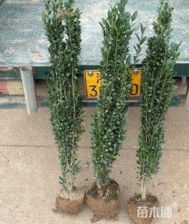 高度50厘米直立冬青