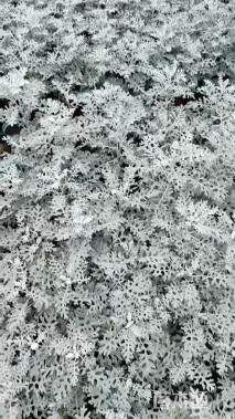 高度20厘米银叶菊