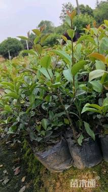 高度30厘米茶梅