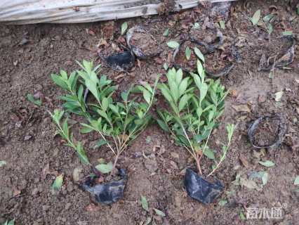 高度30厘米春鹃小苗