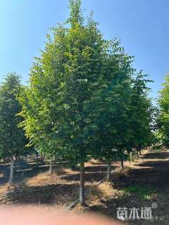 6公分欧洲小叶椴