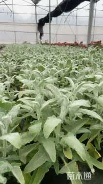 高度20厘米鼠尾草