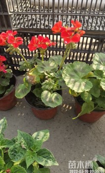 高度20厘米天竺葵