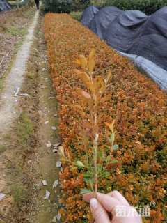 高度20厘米小叶黄杨