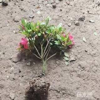 高度40厘米紫鹃