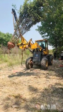 高度180厘米丛生紫薇