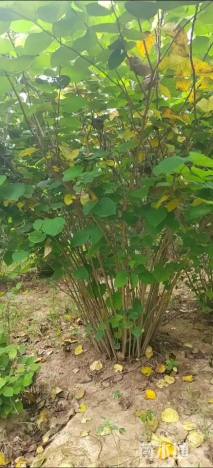 高度250厘米丛生紫荆