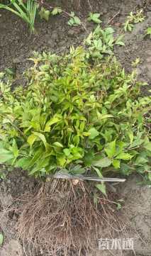 20厘米五叶地锦