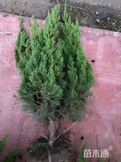 高度50厘米小龙柏