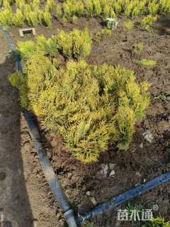 高度40厘米洒金柏