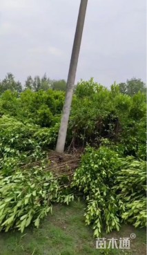 高度200厘米法国冬青