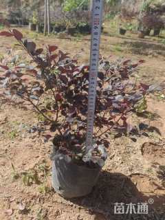 高度35厘米红花继木