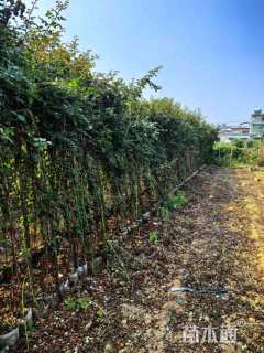 1.2厘米藤本月季