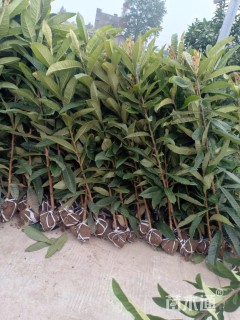 高度200厘米枇杷小苗