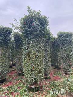 高度200厘米月季