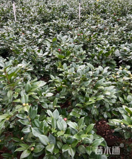 高度150厘米四季茶花