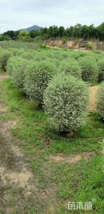 冠幅50厘米银姬小蜡球