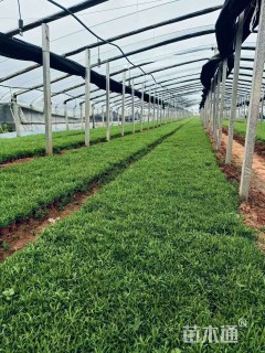 高度10厘米地被石竹