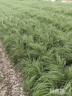 高度60厘米细茎针茅