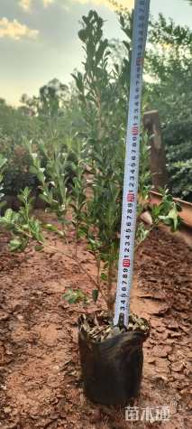 高度40厘米大叶黄杨